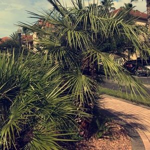 Meet your Posher, Madaline